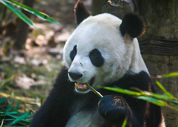 Chengdu Giant Panda Base