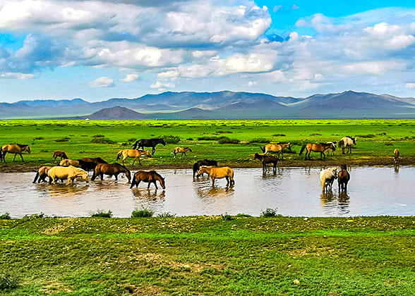 Mongolian Grassland Mongolian Grassland