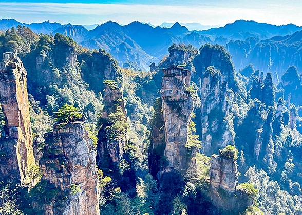 Tianzi Mountain Peak Forest